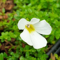 Ourisia caespitosa var. gracilis